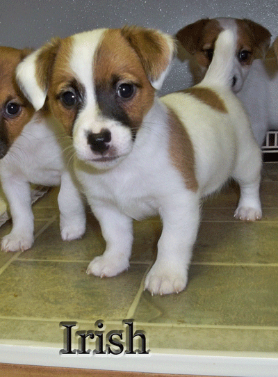 Irish jack Russell Terriers