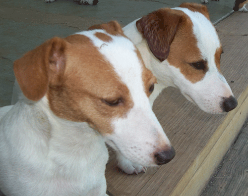 Two studs love to be on the porch in the sun