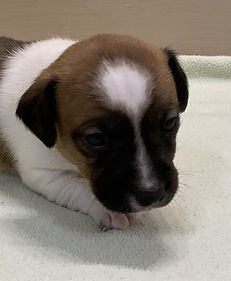 jack pup