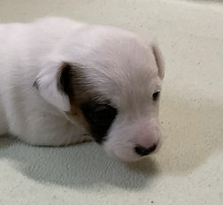 jack pup