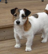 A broken coat Russell Terrier 