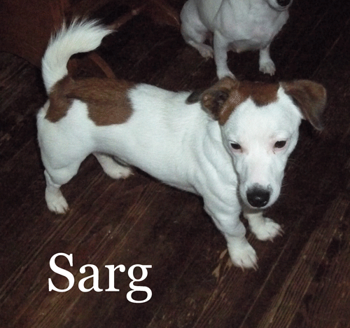 Sarg -LR's half Brother