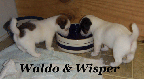 2 puppies Sharing the bool