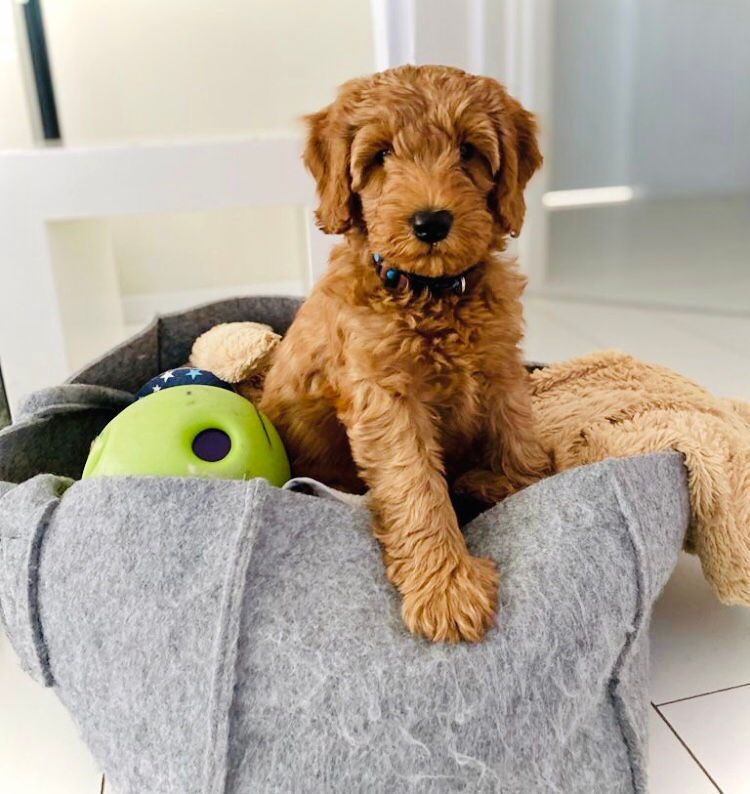 Ashton And Finch - Portachiavi In Legno I Love Labradoodles - Inciso Al Laser, Regalo Per Amanti Dei Cani