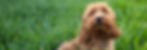 shutterstock_1404952232_edited_edited.jpg