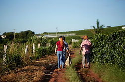 Fazenda do café Romali