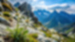 Zwei Edelweiss in den Bergen