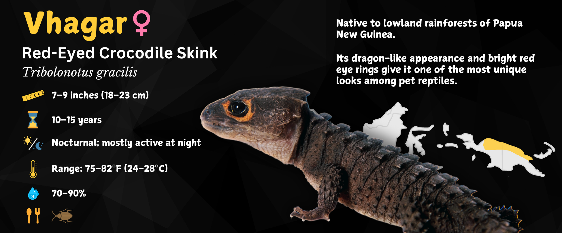 Red-Eyed Crocodile Skink Personalized Species Label