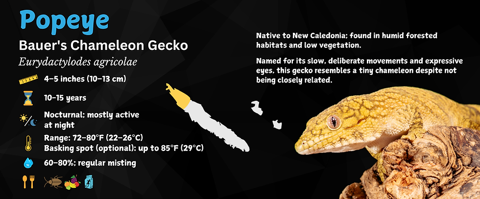 Thumbnail: Bauer's Chameleon Gecko Personalized Species Label