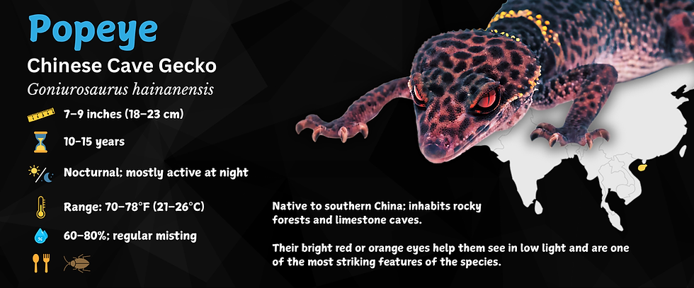 Thumbnail: Chinese Cave Gecko Personalized Species Label