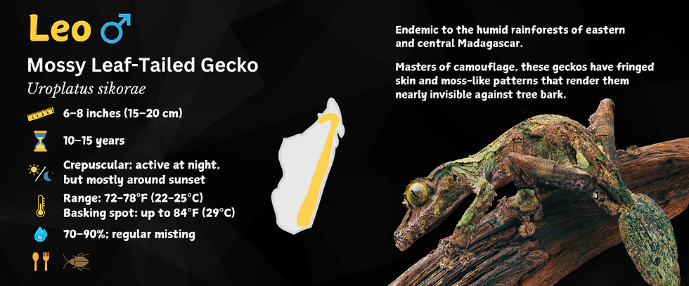 Mossy Leaf Tail Gecko Personalized Species Label