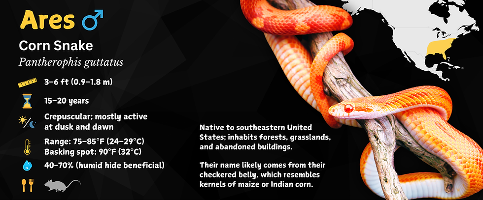 Thumbnail: Corn Snake Personalized Species Label