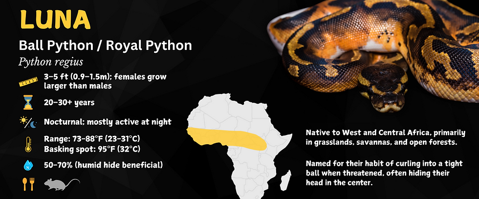 Thumbnail: Ball Python Personalized Species Label