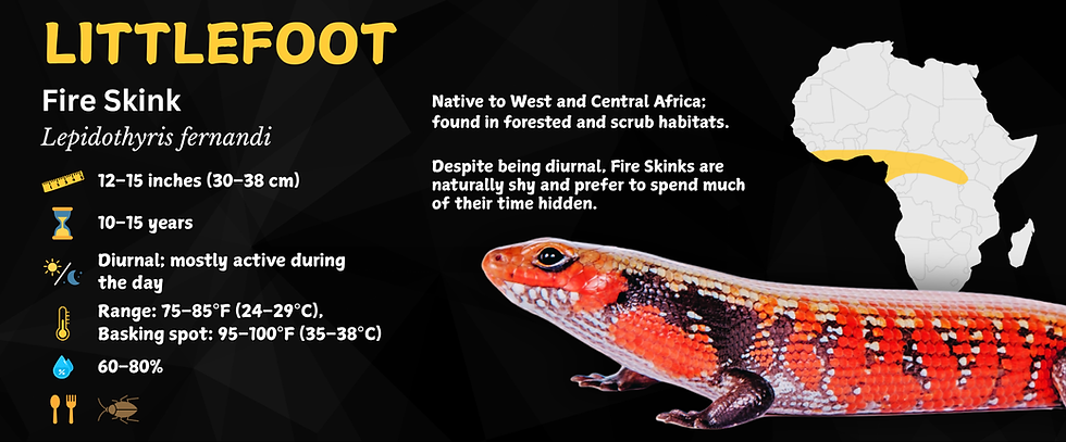 Thumbnail: Fire Skink Personalized Species Label
