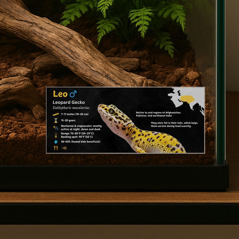 Thumbnail: Leopard Gecko Personalized Species Label