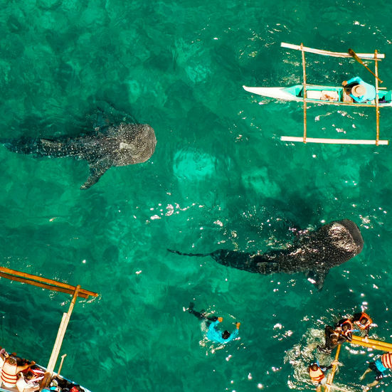 Whale sharks swimming near boats in turquoise ocean water in Oslob, Cebu