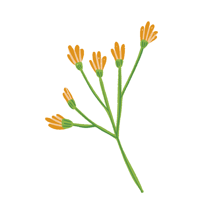blume2.gif