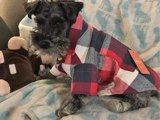 What Do Little Dogs Love?