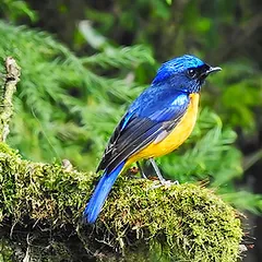 Neora National Park.webp