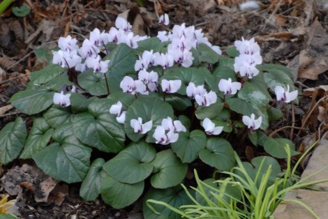 Cyclamen coum Album | Himalayan Gardens