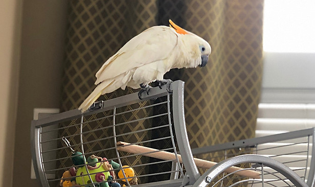 bird cages