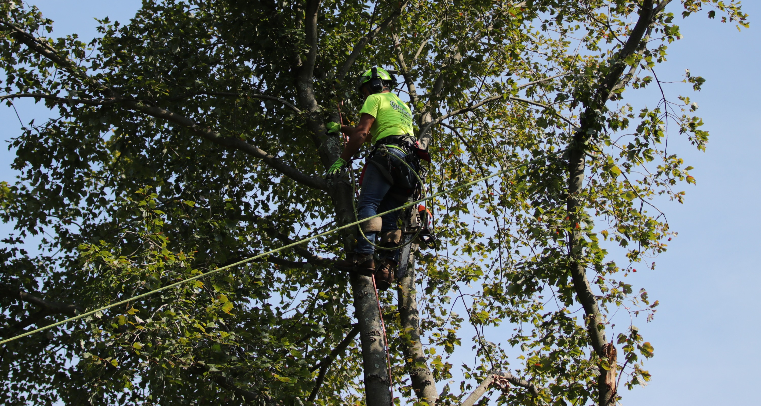 Expert Tree Cutting Service Transform Your Landscape in 2023
