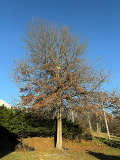 tree trimming economy