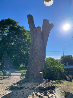 tree removal beaver