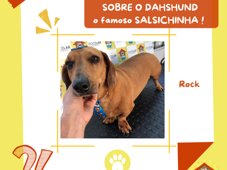 Dahshund - O Famoso Salsichinha