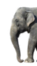 elephant_white_background_large_78677_72