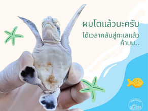 ศูนย์อนุรักษ์พันธุ์เต่าทะเล