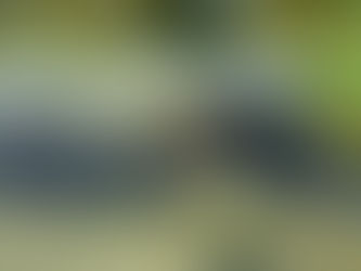 ฟาร์มปลาการ์ตูน Percular Farm 🐡