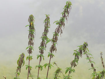 Brandnetel als bouwsteen