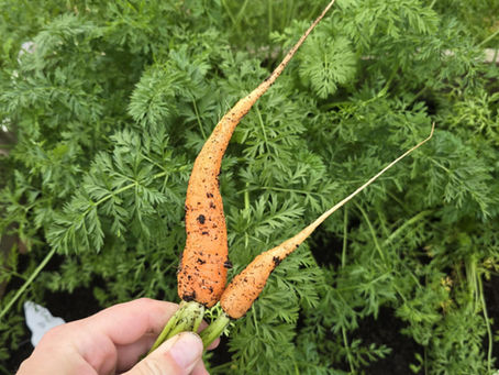 Når frosten kommer – hva skjer med rotgrønnsakene?