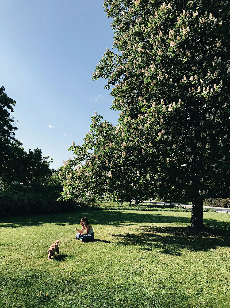 Lincoln Park in walking distance from The Ludlow in Lincoln Park, Chicago