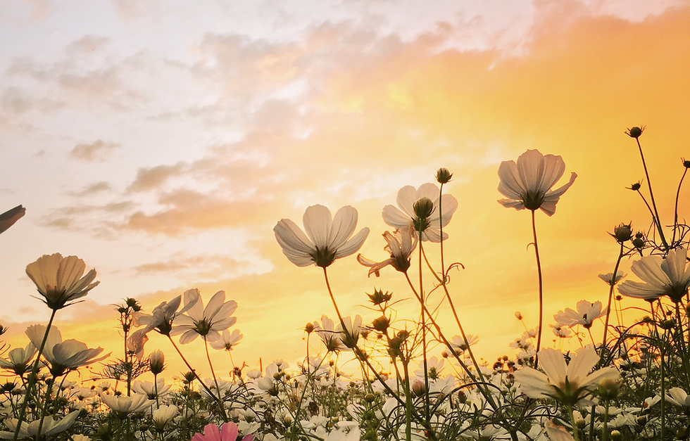 Banner Primavera Verão Maquiagem Floral Orgânico Coral e Rosa (1250 x 800 px).png