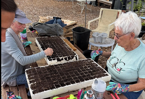 Seeding at Limelight Community Garden