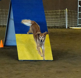 Agility 102 Classes