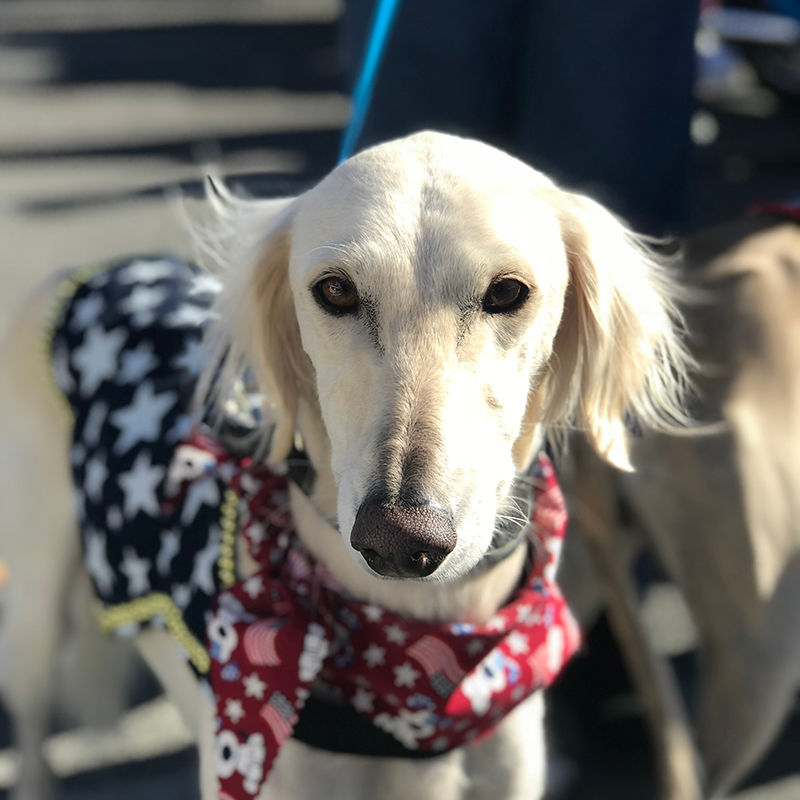 Beginning Obedience 101 Classes