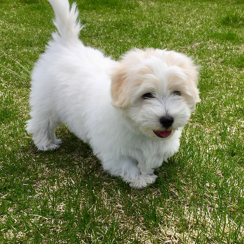 S.T.A.R. Puppy Mixed Classes