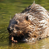 Bever_zittend_in_water_800_GaiaZOO.jpg