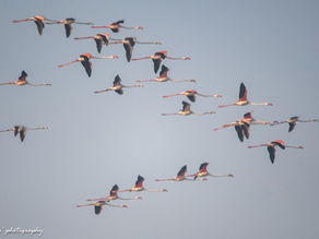 Bhigwan: A Birdwatcher's Paradise or Just Another Travel Destination?