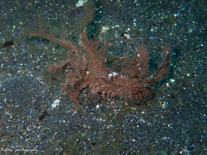 Exploring the Unique Underwater World of Lembeh: A Macro Diver's Paradise