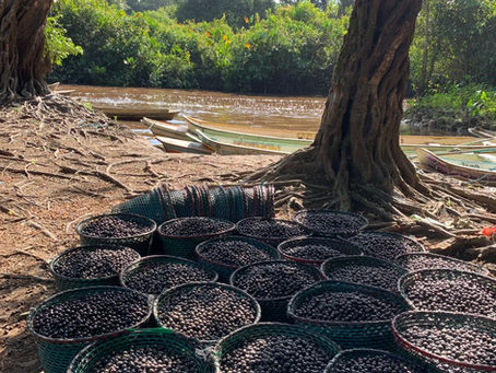 Cerca de 30% da produção de açaí na Amazônia Legal tem origem em áreas extrativistas sem acesso à energia elétrica da rede pública.