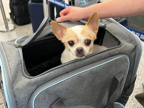 List of European Airlines That Allow Pets in the Cabin