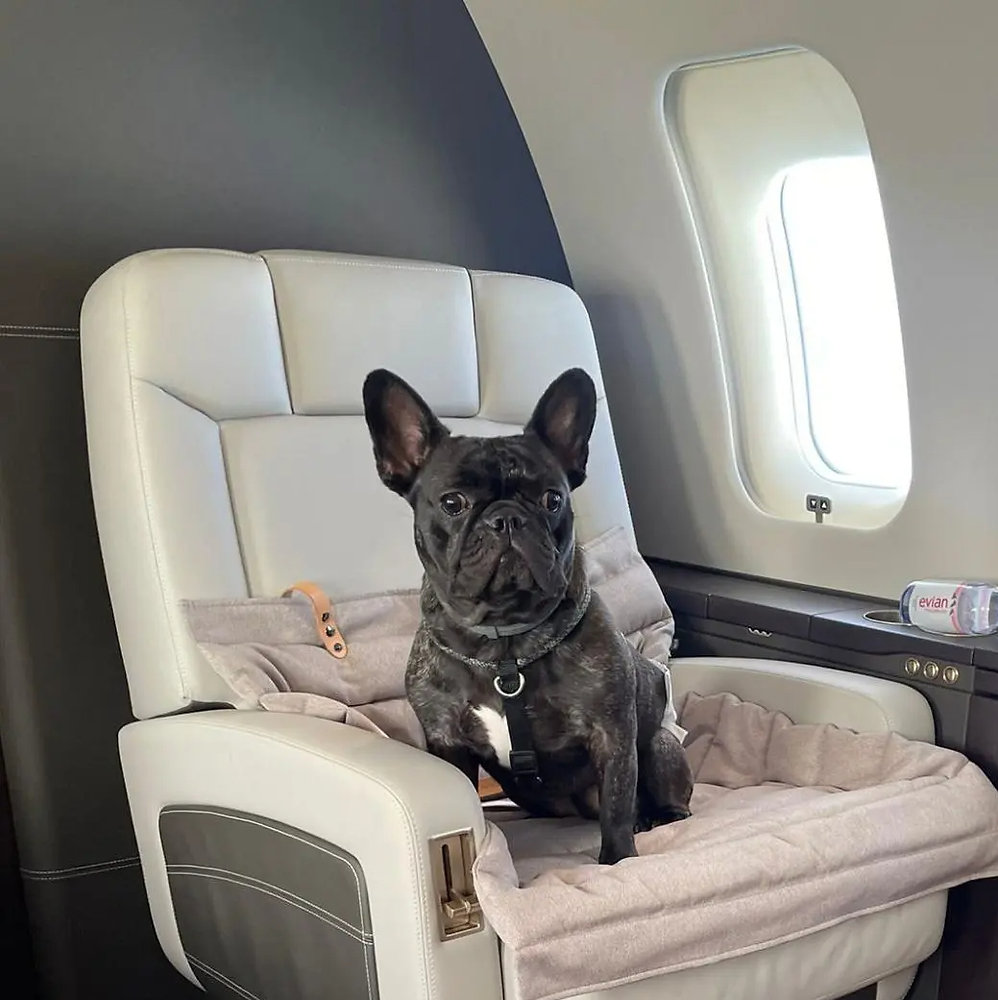 View of The Ultimate Guide for Flying with A Pet