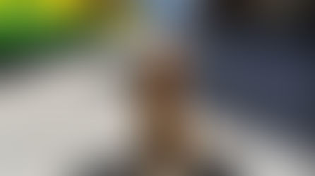 a dog at the train station