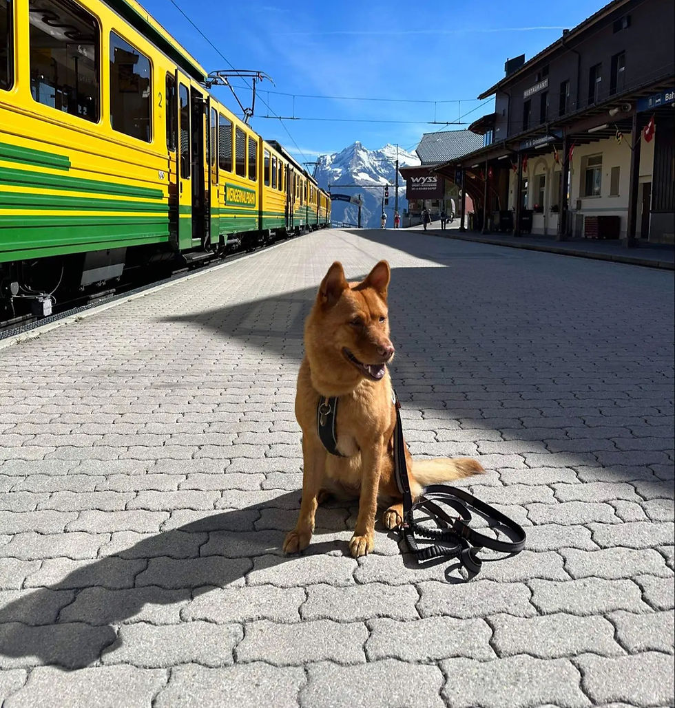 a dog at the train station