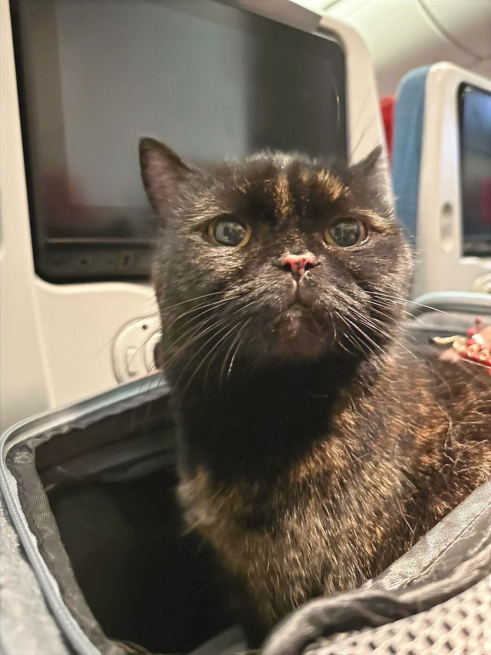 black cat in a travel carrier on a plane