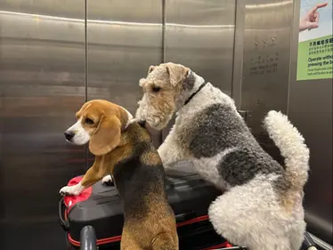 Pet Travel Health Certificate: Pros vs Cons